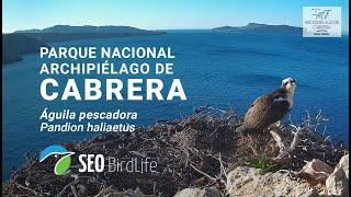 NIDO DE ÁGUILA PESCADORA - P.N. Archipiélago de Cabrera -  DIRECTO - LIVE Osprey Spain
