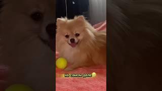  Рыдаю от милоты и грусти #pomeranian #шпиц #померанскийшпиц #шпицы #смешныеживотные #немецкийшпиц