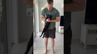 Tried the dangle temperament test on my cats! No surprises with Winnie credit: doctor_tori_ #cats