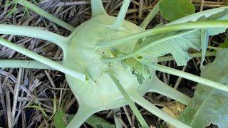 How and When to Harvest Kohlrabi from your Garden