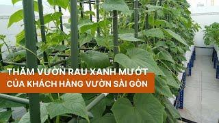 Thăm vườn rau sân thượng xanh mướt của khách hàng Vườn Sài Gòn