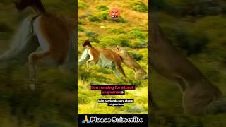 Puma hunting #animals