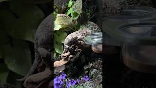 Гигант #biobox #exotic #reptiles #terrarium #floraldesign #relax #flora