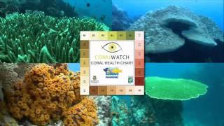 CoralWatch - how you can help reef conservation