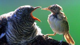 Kuckuck stemmt Eier aus dem Nest. Vogelwelt DOKU GERMAN HD