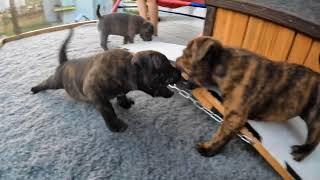 Staffordshire Bull Terrier Puppies 4,5 weeks old - playground