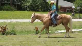 Quarter Horse Palomino Oakie Royal Ridge Farm Double R Ranch