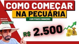 COMO COMEÇAR NA PECUÁRIA COM R$ 2500 | Método infalível para iniciar a ganhar dinheiro com gado