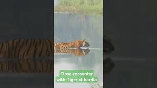 #reels #newvideo #shortvideo #nature #wildlife #wildanimal #tiger #shortsfeed #new #animals #shorts