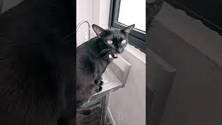 나가서..놀고싶어요!    #라오스 #고양이 #animals