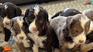 Mountain Doodles Puppy Pick Live // Frankie x Ranger // Chocolate Puppies