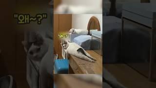 냥이 집사들은 정말 한 번씩 깜짝 놀란다 #shorts