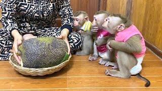 Grade A Jackfruit SpeciaIIy Opted For The Only Trio Lunch