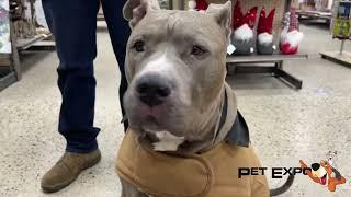 Pets That Visit Pet Expo!