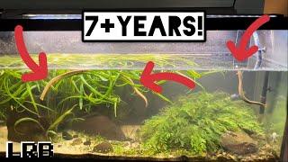 TOT My Oddest Planted Aquarium 125 G High Panda Ropefish Betta and Shrimp Community!