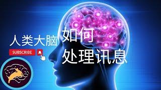 人类大脑如何处理信息？