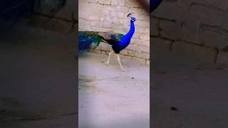 kitna khoobsurat morr hai | morr ke pankh kis kisko pasand