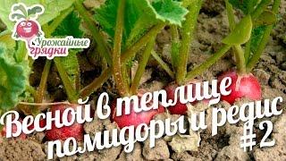 Весной в теплице: помидоры и редис. Эксперимент часть 2. Урожайные грядки.
