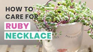 BEST TIPS | HOW TO CARE FOR RUBY NECKLACE OTHONNA CAPENSIS | SENECIO SUCCULENT