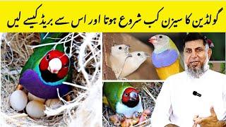 Gouldian Breeding Season | How to get Breed from Gouldian | Finch Breeding Tips | Birds Breeding