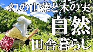 【山菜採り】幻の山菜シオデ探しとワラビ  クルミとクワの実  ラッキョウ漬け  暑さで大変な猫  自然豊かな山奥暮らしの日々｜村暮らし｜移住｜料理【標高800mの田舎暮らし】