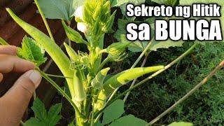 PAANO MAGTANIM NG OKRA AT PARAMIHIN ANG BUNGA