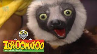 Zoboomafoo 215 - Humans (Full Episode)