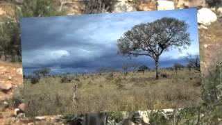 The Savanna Biome in South Africa