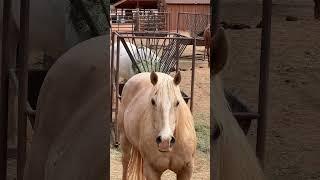 Horse #animals #animalsworld #horses#youtubevideo #shorts #travel #horsevideo #caballo #usatravel