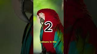 Parrot Secrets You Won't Believe!  #facts #animals subscribe for more