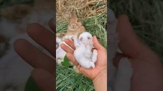 cute rabbit kids  #viral #viralvideo #youtubeshorts #trending #cute #foryou #tiktok #1million