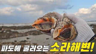 데굴데굴 파도에 굴러오는걸 줍기만 하면되는 해변?! +먹방