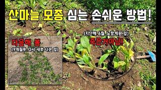 산마늘 모종을 텃밭에 심는 손쉬운 방법! 명이나물 재배방법.