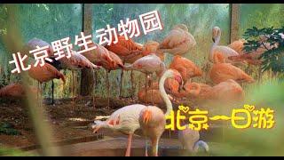 【北京旅遊景點】北京野生動物園一日遊！【微博遊記】