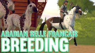 Breeding NEW Horse Breeds | Rival Stars Arabian And Selle Francais