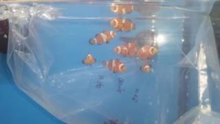 Pet Expo new cool fish arrivals 6/28/17