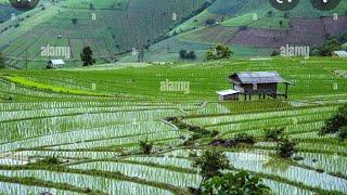 बहुत ही खूबसूरत नजारा है  | beutiful place | गांव की खूबसूरती | rain video | #travel #nature #india