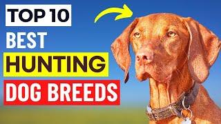 Top 10 Hunting Dog Breeds | Best Dog Breeds for Hunting | Makoree Pedia