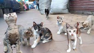 Street kittens meowing & weighting for mother | Meowing for Food..