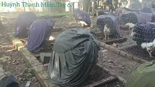 Chăn nuôi là phải theo đuổi không nên bỏ cuộc nghe anh em