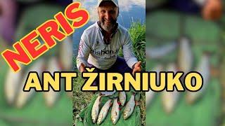 Neris | Ant žirniuko