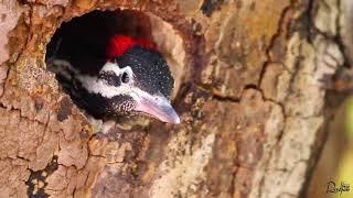 BLACK-RUMPED FLAMEBACK WOODPECKER