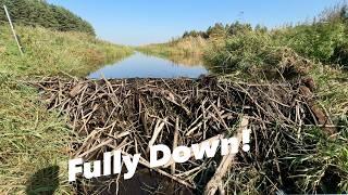 Beavers Blocked The River.