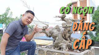 Chỉnh sửa và xây dựng cốt sanh rất quý giúp em Bonsai Lễ Chương Mỹ Hà Nội | NamLe Bonsai