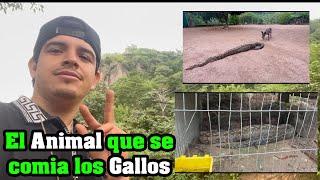 El animal que se comia los GALLOS - El Piloto y su Estilo Blogs