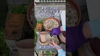 ガーデニング#マリーゴールド ガーデン#庭いじり #櫛引農園#DIY #オヤジの休日 #エクステリア