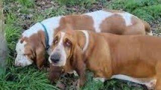 Basset hounds rush to the river