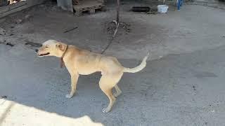 They Found him on the Streets and Chained him! - Takis Shelter