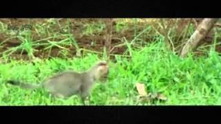 Animals Documentary 2017 Cats and Snakes Fierce Fighting The Battle of Animals