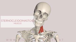 Sternocleidomastoid Muscle (3D Animation)